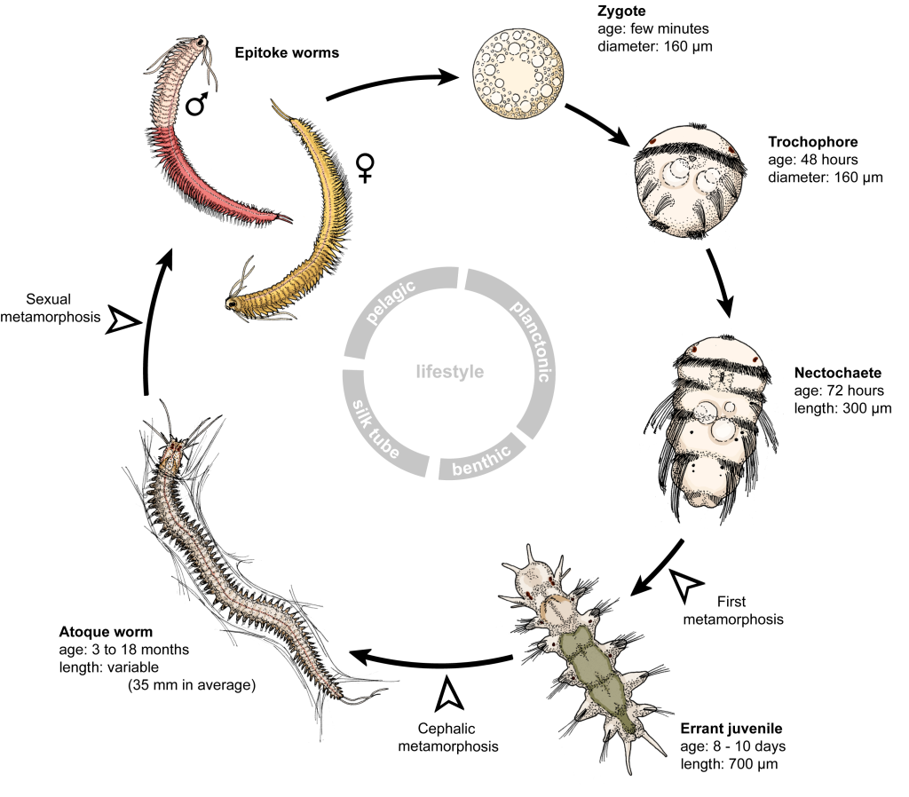 Life Cycle of Platynereis dumerilii